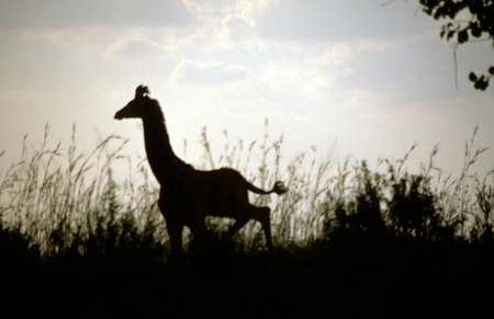 Masai Giraffes (Giraffa camelopardalis tippelskirchi) running, Masai Mara Game Reserve, Kenya.のeditorial素材