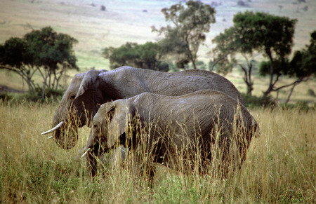 African elephants (Loxodonta africana) in a forest, Masai Mara National Reserve, Kenya.のeditorial素材
