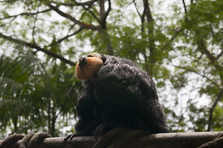 White-faced Saki Monkeyの写真素材