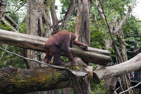 Sumatran Orangutan, Gunung Leuser National Park, Sumatra, Indonesia. Orangutan juvenile, Sarawak, Borneo, Malaysiaのeditorial素材