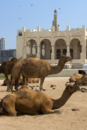 Camels in Camel Souq, Waqif Souq, Doha, Qatar, Middle Eastの写真素材