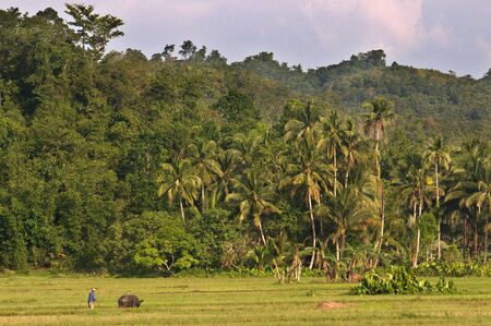 A farmer works the field with the help of his ox near Carmen. Bohol. Philippines. Filipino farmerbreaking up ploughed field by satanding on a small press behind a Brahman ox.のeditorial素材
