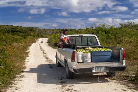 Cat Island, Bahamas. Farm, agriculture with tomatoes.