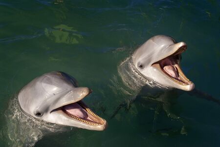 Sanctuary Bay, Grand Bahama. Bahamas. UNEXSO. Program Swim and close encounter with the dolphins.のeditorial素材