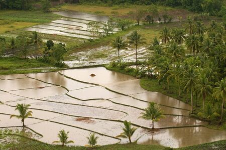 Rice fields close to the Chocolate Hills. Bohol Central Visayas, Philippinesのeditorial素材