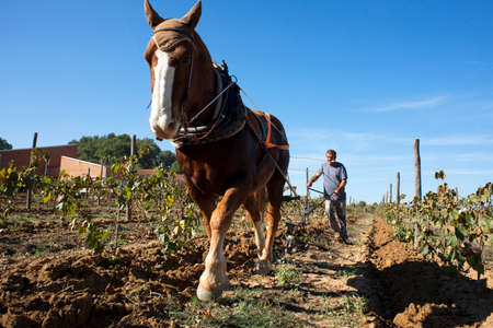 Animal traction in the vineyards. Vineyards of Raventos winery industry. Sant Sadurni d'Anoia, San Sadurni de Noya. Winery building. Catalonia Spain. Employs bru horses for work in the vineyard, horse ploighingのeditorial素材