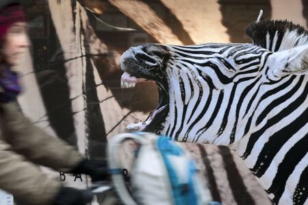 A woman passes by the window of the famous Stockmann mall, Helsinki, Finland. Helsingfors. Shopping center Stockmann. Stockmanns the famous department store in central Helsinkiの写真素材