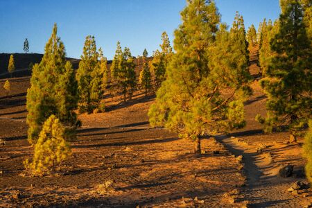 Mountain landscape at Las Canadas, Parque Nacional del Teide, Tenerife, Canary Islands, Spainの写真素材