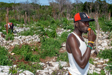Cat Island, Bahamas. Farm, agriculture with tomatoes.