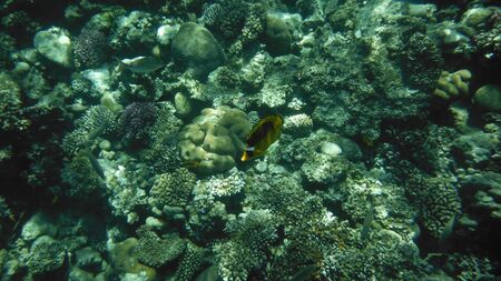 Red sea Egypt の写真素材