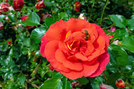 summer red rose flower and beeの写真素材