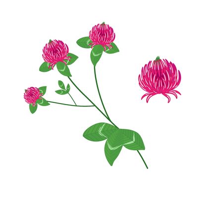 a vector illustration in eps 10 format of red clover and speedwell flowers with foliage in abstract form isolated on a white backgroundのイラスト素材