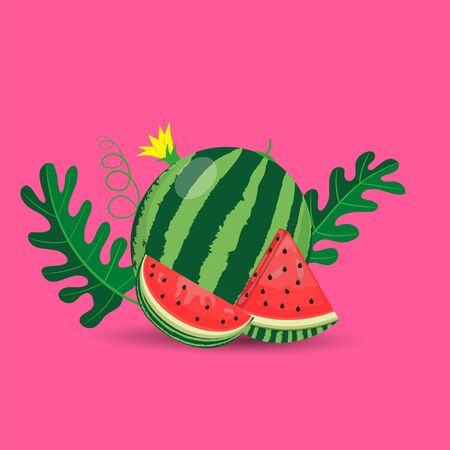 Watermelon and juicy slices, green leaves and yellow watermelon flower vector illustration in flat design. Summer food concept illustration isolatedのイラスト素材