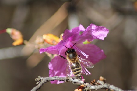  Macro bees on flowers of wild Rosemary  Pine forest near the city of Sayansk of the Irkutsk region in Eastern Siberia  Sunny day with clouds in the sky の写真素材