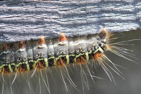 Macro photography Caterpillar  Neighborhood of the city of Angarsk, Irkutsk region in Eastern Siberia  Sunny day の写真素材