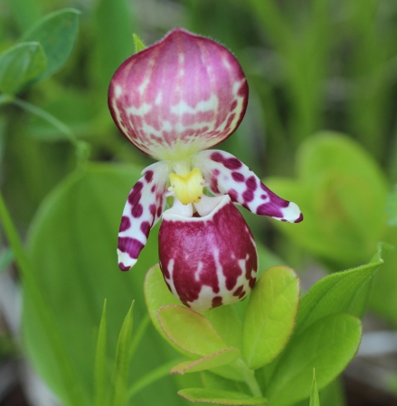 Macro flower Siberian orchids-Cypripedium Venus spotted  Pine forest near the town of Angarsk, Irkutsk region in Eastern Siberia  Sunny day の写真素材