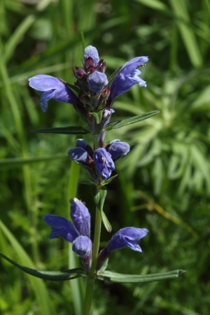 Photograph of the flowers of Baikal skullcap   The forest near the town of Angarsk, Irkutsk region in Eastern Siberia  Sunny day, cloudy の写真素材
