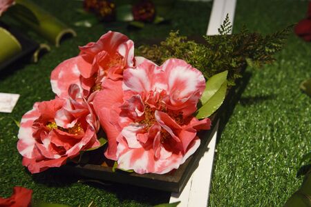 Camellia, flowers, exhibitionの写真素材