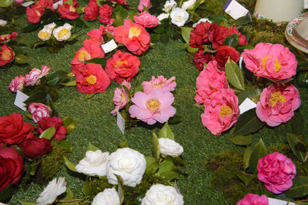Camellia, flowers, exhibitionの写真素材