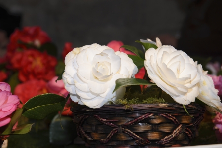 Camellia, flowers, exhibitionの写真素材