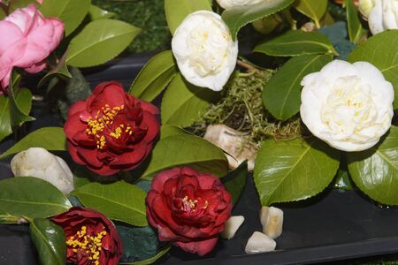 Camellia, flowers, exhibitionの写真素材