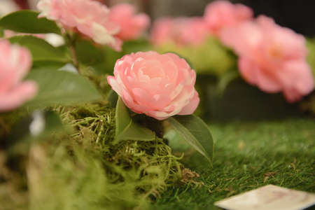 Camellia, flowers, expositionの写真素材