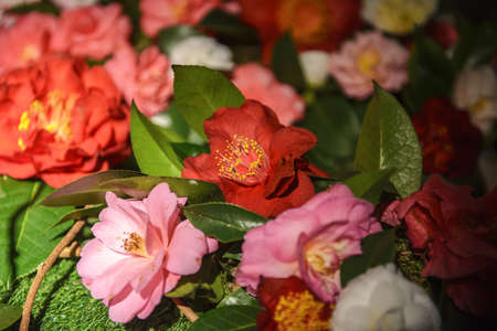 Camellia, flowers, expositionの写真素材