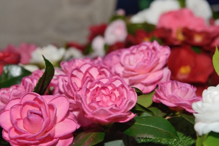 Camellia の写真素材