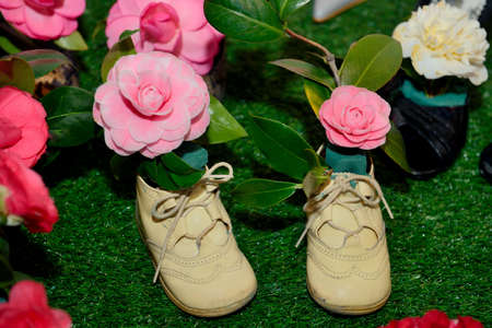 Camellia, flowers, expositionの写真素材