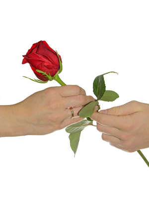 Teen presents his mother a roseの写真素材