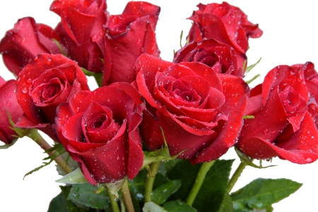 Roses on a white backgroundの写真素材