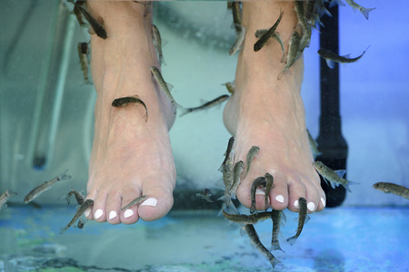 foot massage with fish in aquarium close-upの写真素材