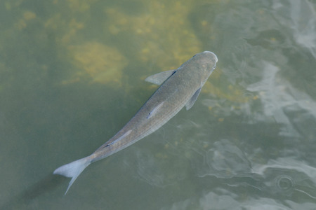 image of fish in clear water close up top viewの写真素材