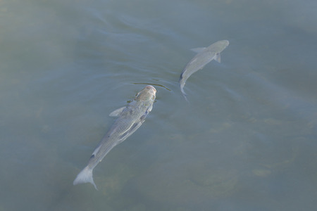 image of fish in clear water close up top view