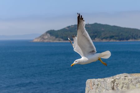 seagull takes off from a rock over the seaの写真素材