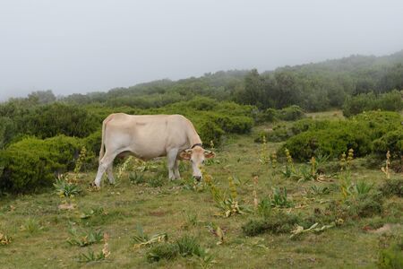 image of cows grazing on mountain meadowの写真素材