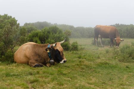 image of cows grazing on mountain meadowの写真素材