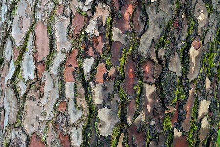 image of wood surface of tree bark close-up, background, textureの写真素材