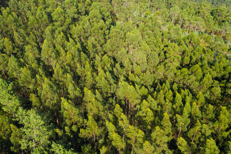 aerial view of beautiful green forest, shot from above with a drone, natural landscape, background
