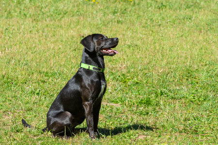 black pointer sitting on green grassの写真素材