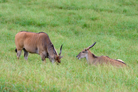 antelopes grazing on a green meadow, animals in their natural environment, natureの写真素材