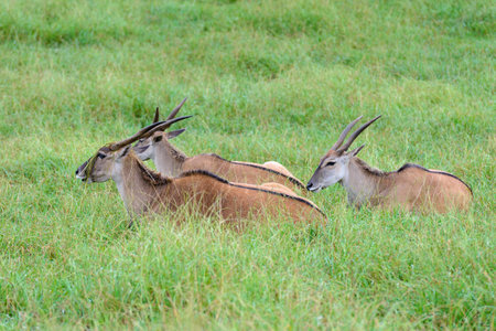 antelopes grazing on a green meadow, animals in their natural environment, natureの写真素材