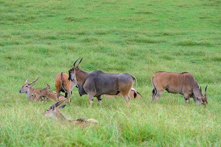 antelopes grazing on a green meadow, animals in their natural environment, natureの写真素材