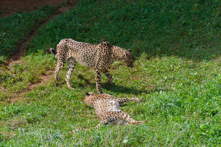 cheetah on green grass, predator in natural environment, nature