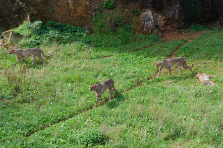 cheetah on green grass, predator in natural environment, nature