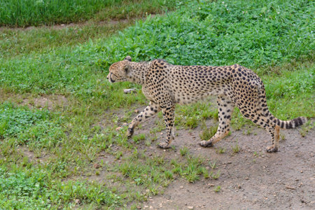 cheetah on green grass, predator in natural environment, natureの写真素材