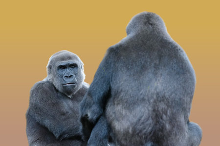 portrait of a sitting adult gorilla on a yellow background