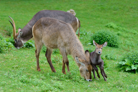 antelopes grazing on a green meadow, animals in the natural environmentの写真素材