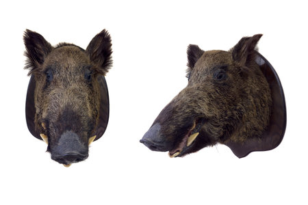 Wild boar head isolated on a white backgroundの写真素材