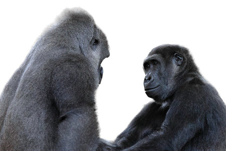 two gorillas looking at each other sitting next to each other isolated on a white backgroundの写真素材